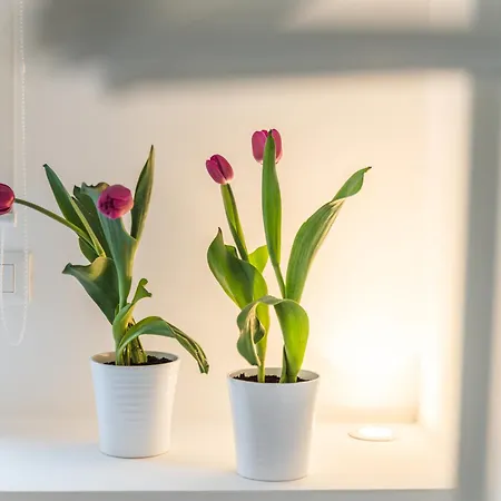 Lejlighed Central Flat